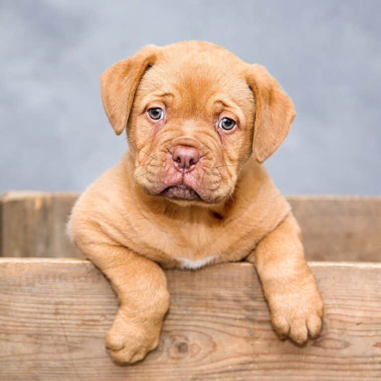 claves-dieta-BARF-petkis