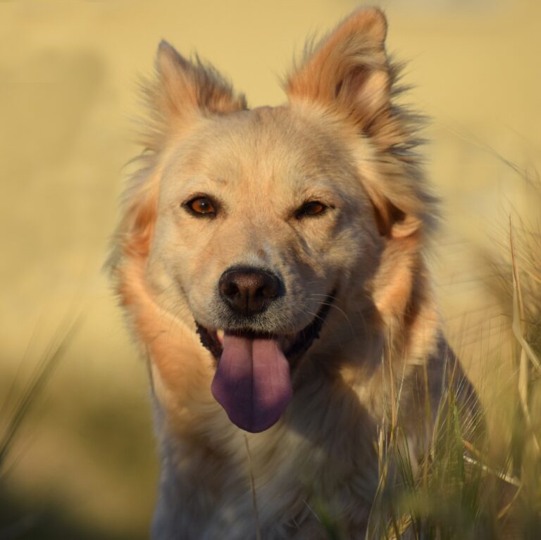 BARF-para-principiantes-PETKIS-BARF