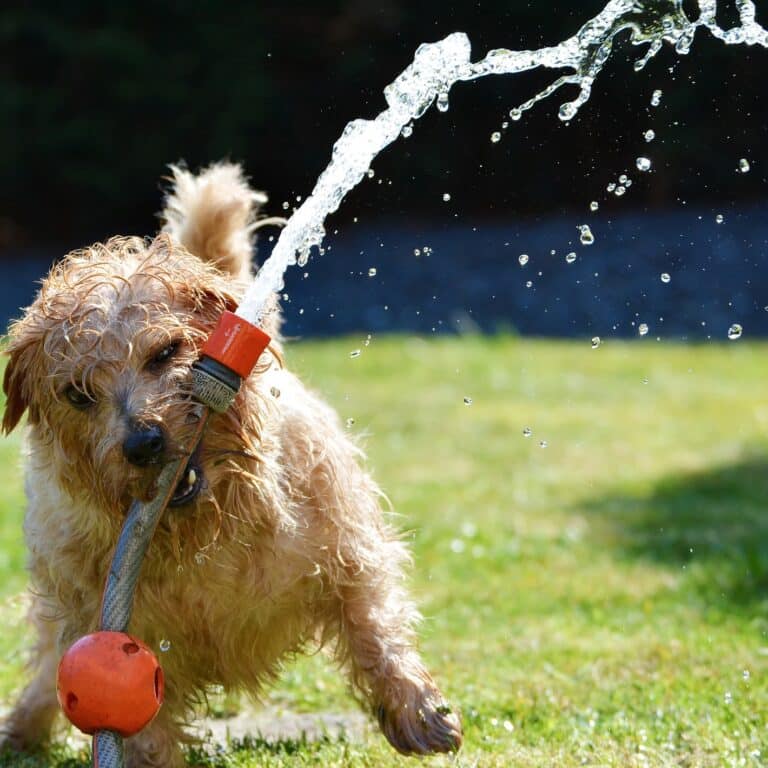 foto-verano-perro-petkis-barf