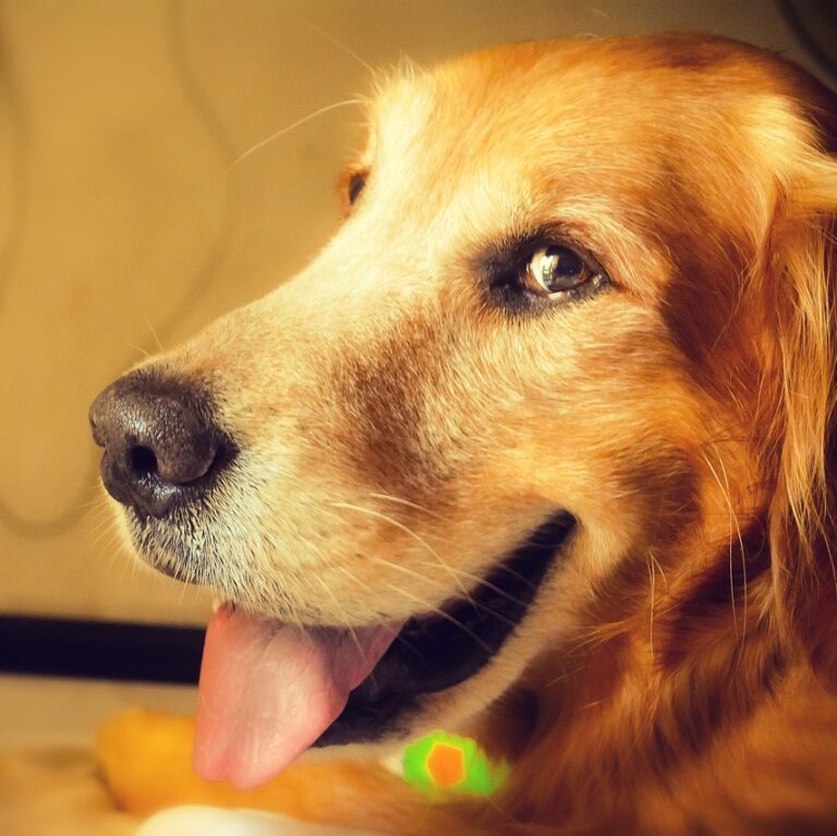 BARF-mascotas-petkis-barf