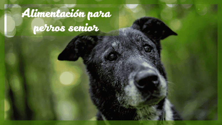 perros-senior-comida-barf-petkis