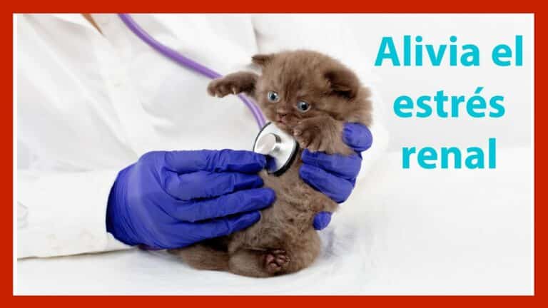 estres-renal-petkis-barf-perros-gatos