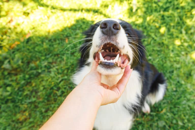 dientes-border-collie-PETKIS