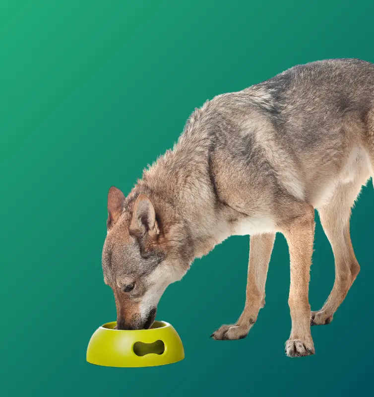 Menús completos perros